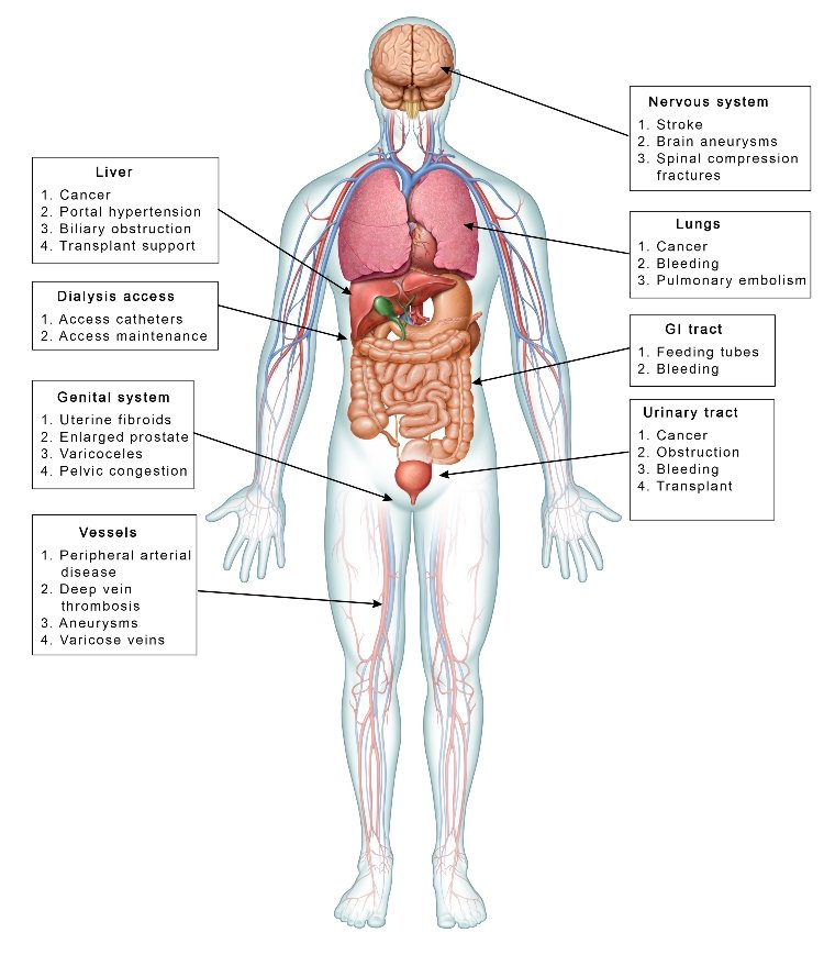 Anatomy man websize smaller
